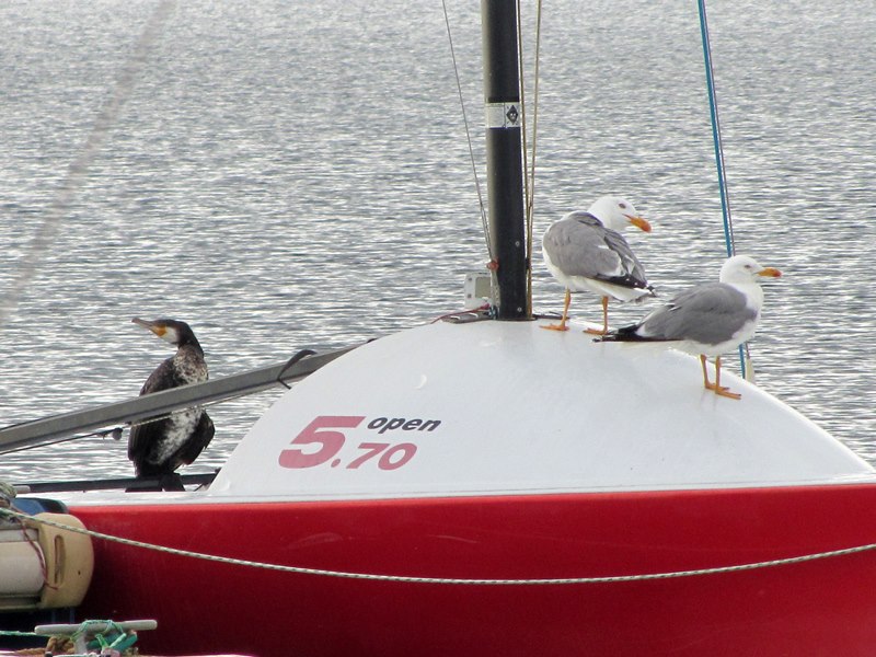 Oiseaux régatiers