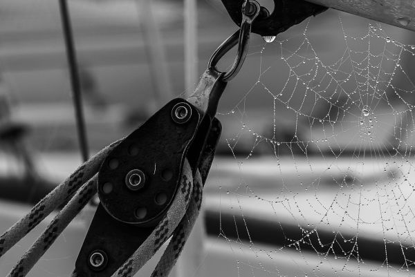 La conche à l'heure d'halloween – photo 23