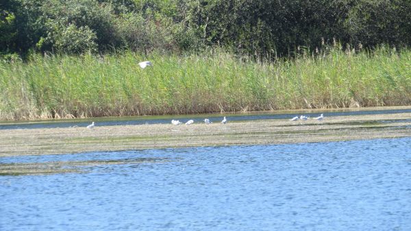 La solitaire – photo 47